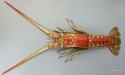 ハコエビのサムネイル写真