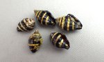 ノシガイのサムネイル写真