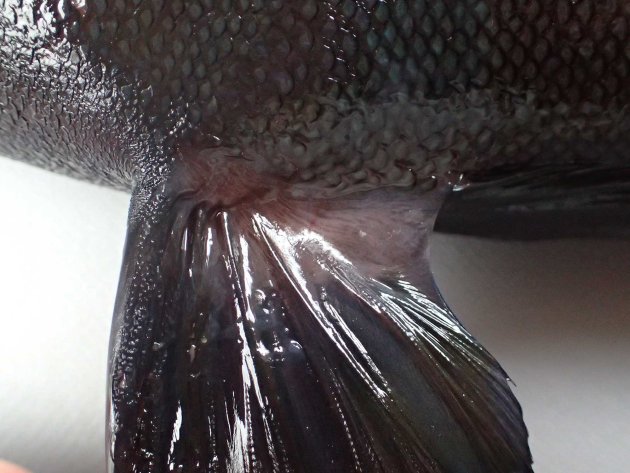 腹鰭に鰭膜がある。