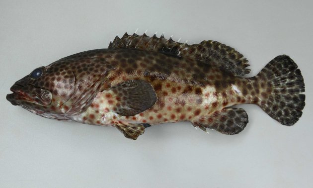 ヒトミハタの形態写真
