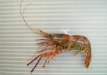 スナエビのサムネイル写真