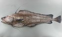 ソコクロダラのサムネイル写真
