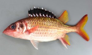ヒレグロイットウダイのサムネイル写真