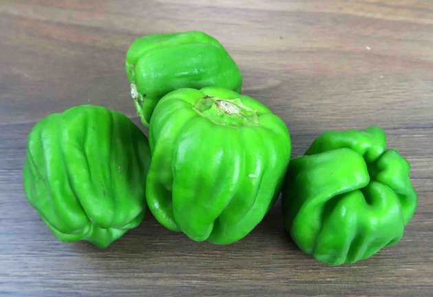 ひしの南蛮／長野県小諸市の伝統野菜。