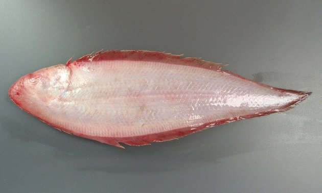 全長40cm前後になる。イヌノシタ属は眼のない方には有孔測線がない。眼のある表には測線が２本（腹側の縁には測線がない）。全体に赤みがあり、やや吻（先端）が尖っている。ウロコがはがれやすい