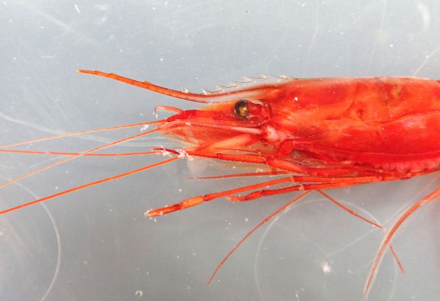 ツノナガチヒロエビ (アカエビ) | 市場魚貝類図鑑