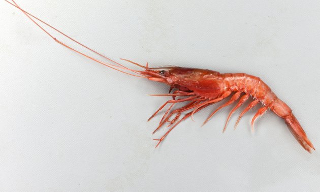 ツノナガチヒロエビ (アカエビ) | 市場魚貝類図鑑