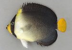 チリメンヤッコのサムネイル写真