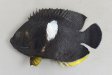 アブラヤッコのサムネイル写真