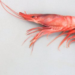 ヒカリチヒロエビ | 甲殻 | 市場魚貝類図鑑
