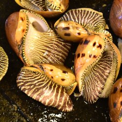 ハルカゼガイ (ヤシガイ、 ハルカゼヤシガイ) | 市場魚貝類図鑑