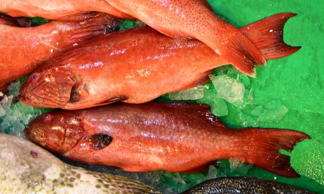 アマダレドクハタの形態写真