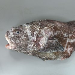 ニュウドウカジカ (ブロブフィッシュ) | 市場魚貝類図鑑