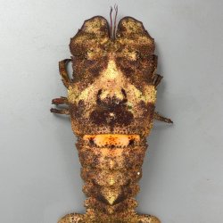 kobusemiebi.jpg
