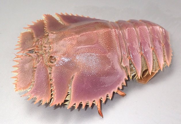 全長20cm2前後になる。体は著しく扁平、表面にあばた状の斑紋がない。頭部のノコギリ状の縁は細かい。