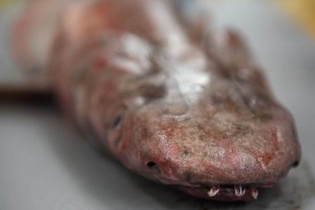 ラブカ | 魚類 | 市場魚貝類図鑑