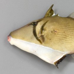 ムスメハギ | 魚類 | 市場魚貝類図鑑