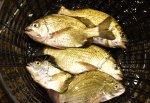 ナンヨウチヌのサムネイル写真