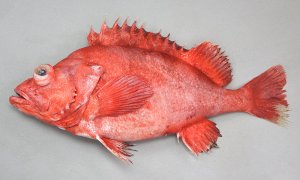 ヒレグロメヌケのサムネイル写真