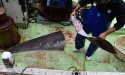 メガマウスザメのサムネイル写真