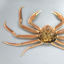 ズワイガニ (マツバガニ) | 市場魚貝類図鑑
