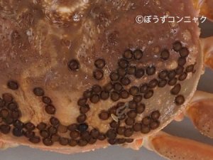 ズワイガニの甲羅に付いているカニビルの卵