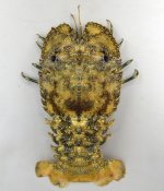 ミナミゾウリエビのサムネイル写真