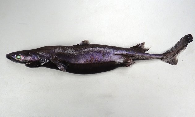 フジクジラの形態写真