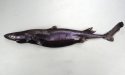 フジクジラのサムネイル写真