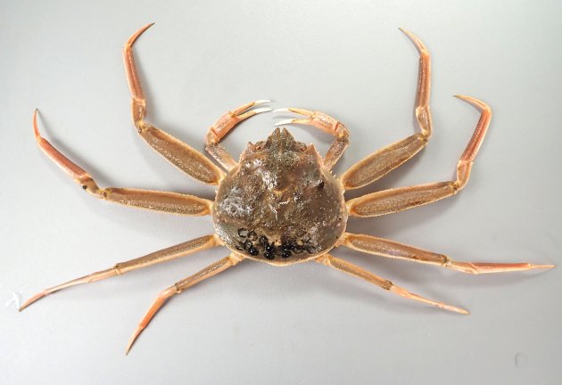 甲長（甲羅の前後の幅）7cm-8cmになる。甲と比べて脚が極端に細く雄と比べると短い。