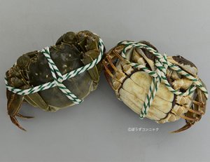 縛られたチュウゴクモクズガニ