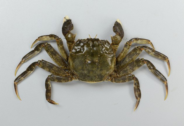 雄の方が大きい。雄で甲幅80mm前後になる。ハサミ脚、歩脚に細かい毛が生えている。［写真は足や鉗脚が細くて短い雌］
