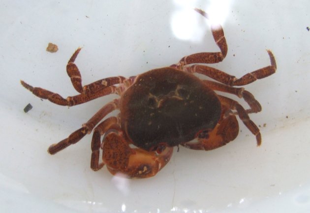 甲幅２センチを超える。甲羅は全体に丸みを帯び、斑文などはない。［東京都八王子市高尾山］
