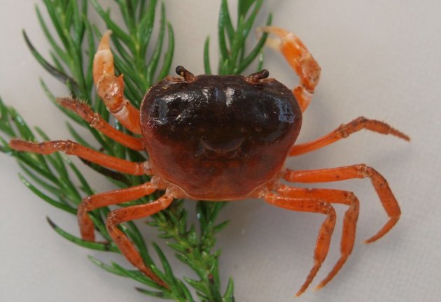 サワガニ | 甲殻 | 市場魚貝類図鑑
