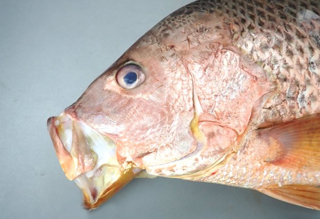 56cm SL前後になる。体高はやや高く、腹部を除く体幹部分の鱗に褐色の斑紋がある。全体に赤銅色をしている。口の中は黄色い。頬に斑紋がない。［鹿児島県内之浦湾　52cm SL・3.5kg］
