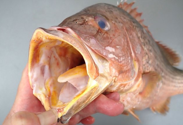 56cm SL前後になる。体高はやや高く、腹部を除く体幹部分の鱗に褐色の斑紋がある。全体に赤銅色をしている。口の中は黄色い。頬に斑紋がない。［鹿児島県内之浦湾　52cm SL・3.5kg］