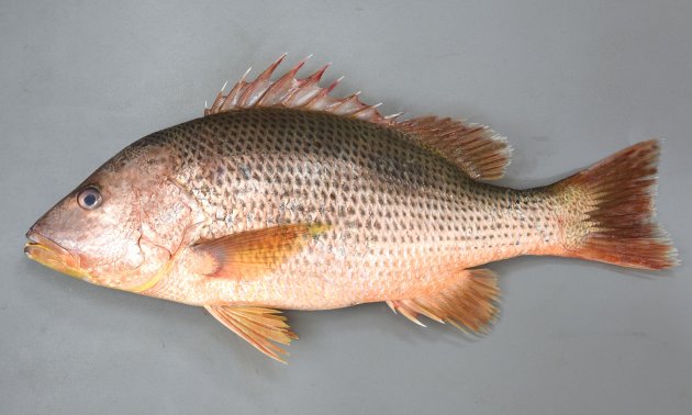 56cm SL前後になる。体高はやや高く、腹部を除く体幹部分の鱗に褐色の斑紋がある。全体に赤銅色をしている。口の中は黄色い。頬に斑紋がない。［鹿児島県内之浦湾　52cm SL・3.5kg］