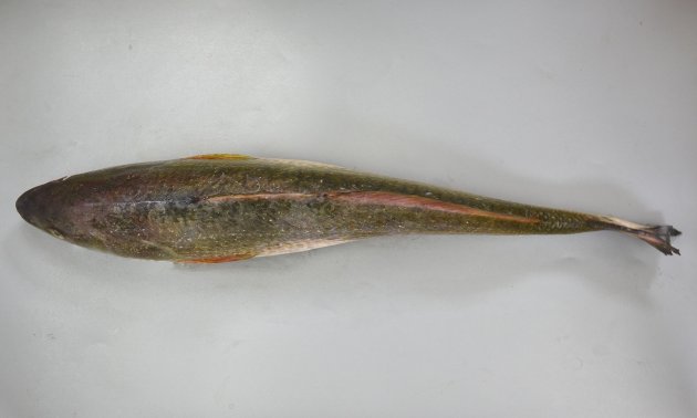 150cm TL 前後にまで成長する。通常は100cm TL 前後。頭部が極端に小さく体高が低い。尾柄部上方に黒い斑紋がある。［差長崎県　70cm SL・4.6kg］