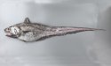 ムネダラのサムネイル写真
