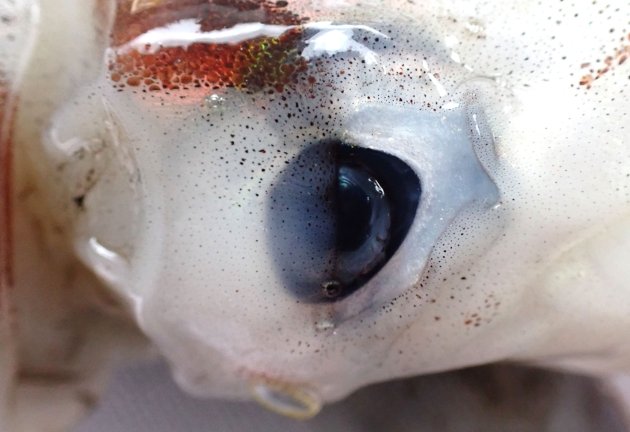 イカの眼は水晶体が海水に露出していて、頭部から下がる瞼（まぶた）状の皮膜がある。
