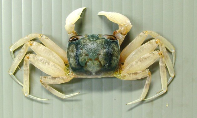 ツノメガニの形態写真
