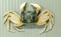 ツノメガニのサムネイル写真