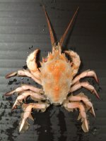 ヒゲガニのサムネイル写真