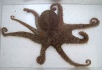 マダコのサムネイル写真