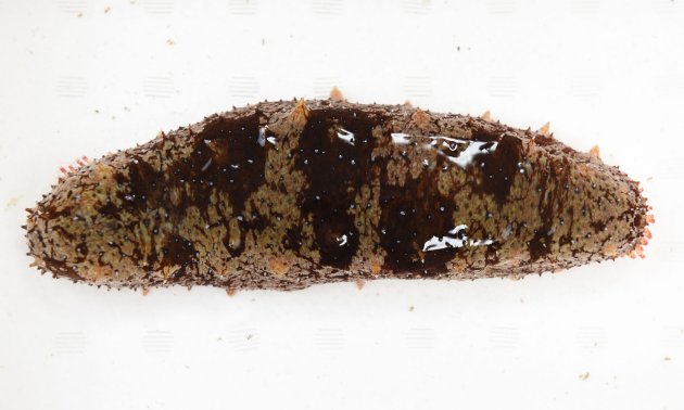 全長30cm×８cmくらいになるが、身体は縮んだり、伸びたりするので大きさがわかりづらい。体色は赤い。前方に口、後方に肛門がある。身体に縦に６列のイボイボがあり、内骨格は退化して、内側に痕跡的に残る。