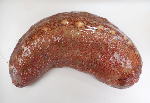 全長30cm×８cmくらいになるが、身体は縮んだり、伸びたりするので大きさがわかりづらい。体色は赤い。前方に口、後方に肛門がある。身体に縦に６列のイボイボがあり、内骨格は退化して、内側に痕跡的に残る。