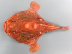 ホンフサアンコウのサムネイル写真