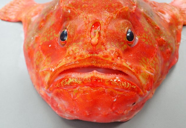 35cm SL 前後になる。誘引突起のあるくぼみの後端は目の前縁を結ぶ線よりも後方にある。体背面中央部と背鰭軟条起部に明るい大きな斑紋がある。背鰭の前方にくぼみがある。誘引突起は細長くなく丸い。［写真40cm TL・1.767kg］