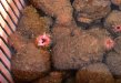 カラスボヤのサムネイル写真