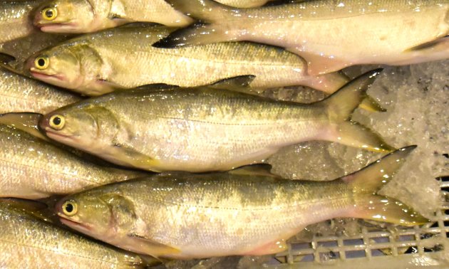 ミナミコノシロ | 魚類 | 市場魚貝類図鑑